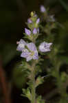 Common gypsyweed